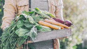 В России с начала года собрали 1,4 миллиона тонн овощных культур
